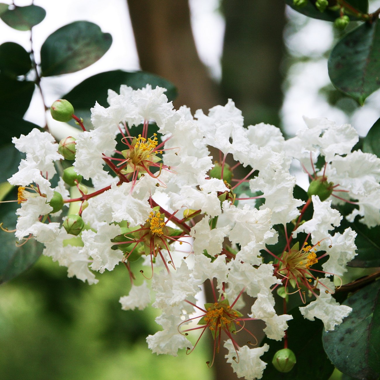 Obrázok Myrta krepová (Lagerstroemia indica) ‘PETITE SNOW’ - výška 20-30 cm, kont. C2L